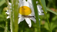 Raphidiidae