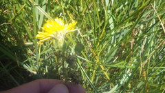 Sonchus maritimus