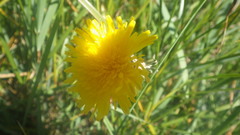 Sonchus maritimus