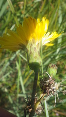 Sonchus maritimus