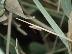 Scrobipalpa