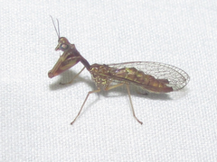 Leptomantispa pulchella