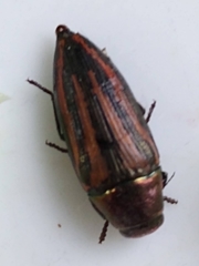 Buprestis lineata