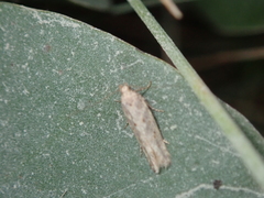 Scrobipalpa