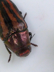 Buprestis lineata