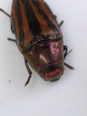 Buprestis lineata
