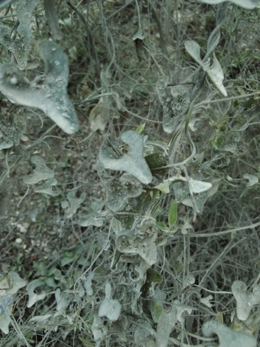 Aristolochia ehrenbergiana