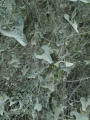 Aristolochia ehrenbergiana