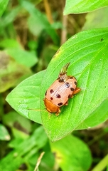 Podontia