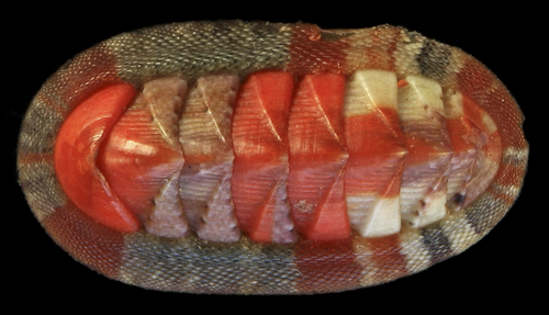 Representative image of Rhyssoplax