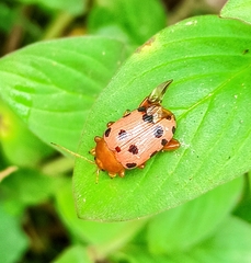Podontia