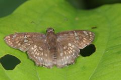 Caprona ransonnettii