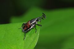 Cercidocerus lateralis