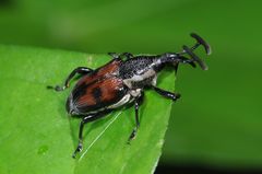 Cercidocerus lateralis