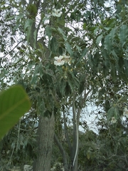 Catalpa longissima