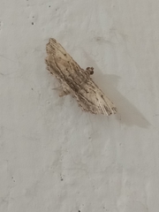 Sufetula