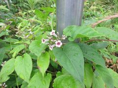 Paederia foetida