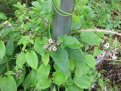 Paederia foetida