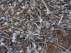 Dociostaurus jagoi occidentalis