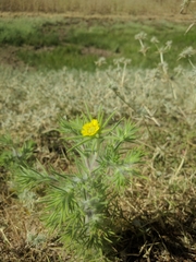 Centromadia fitchii