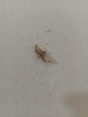 Sufetula