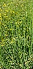 Equisetum × moorei