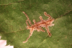 Caloptilia ostryaeella