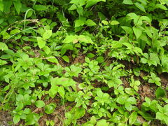 Poa saltuensis saltuensis