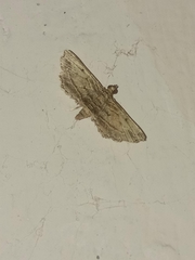 Sufetula