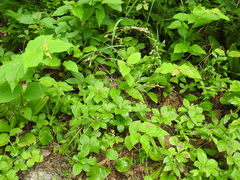 Poa saltuensis saltuensis