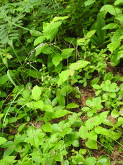 Poa saltuensis saltuensis