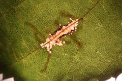 Caloptilia ostryaeella