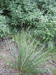 Piptatheropsis pungens