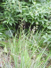 Piptatheropsis pungens