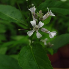 Iodanthus pinnatifidus