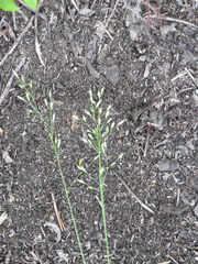 Piptatheropsis pungens