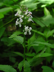 Iodanthus pinnatifidus