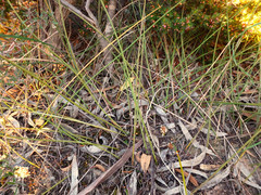 Lomandra juncea