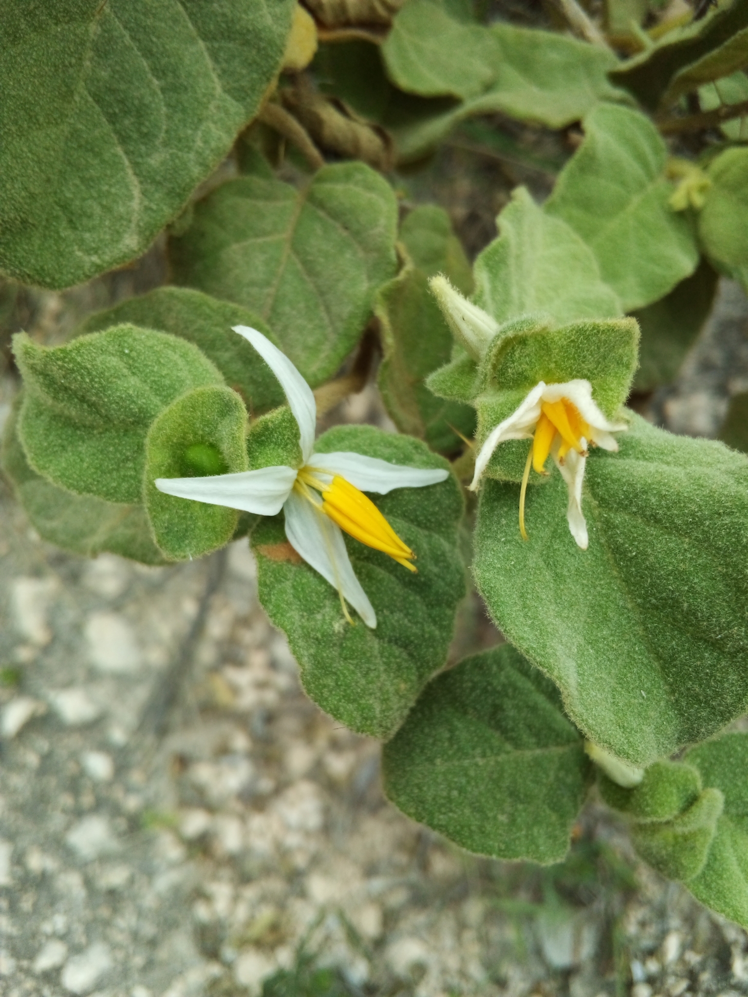 Solanum tetramerum