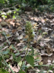 Phaulopsis imbricata