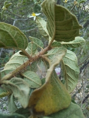 Solanum tetramerum