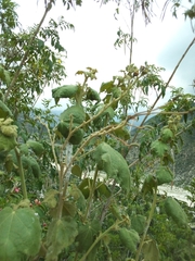 Helicteres semitriloba