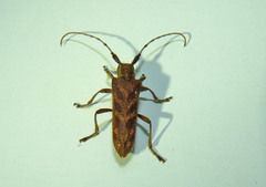Saperda obliqua