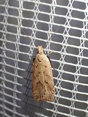 Dichomeris ventrellus