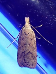 Dichomeris ventrellus