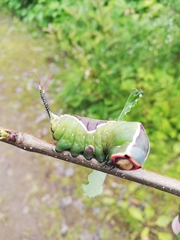 Cerura