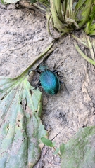 Carabus scabrosus tauricus