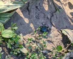 Carabus scabrosus tauricus