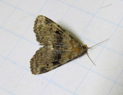 Metalectra quadrisignata