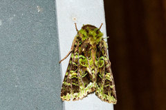 Heterochroma berylloides